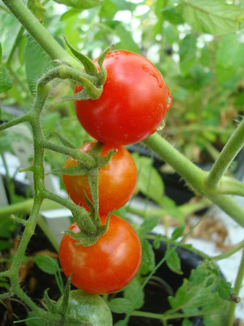 Tomato plants grown in Martian soil / Wieger Wamelink